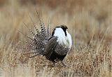 Gunnison Sage-Grouse